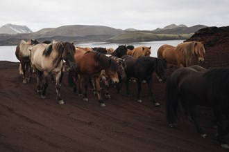 Icelandic horses