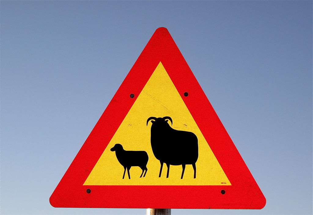 Are there trees in Iceland?