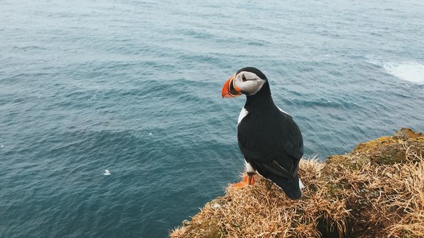 Atlantic puffin in iceland