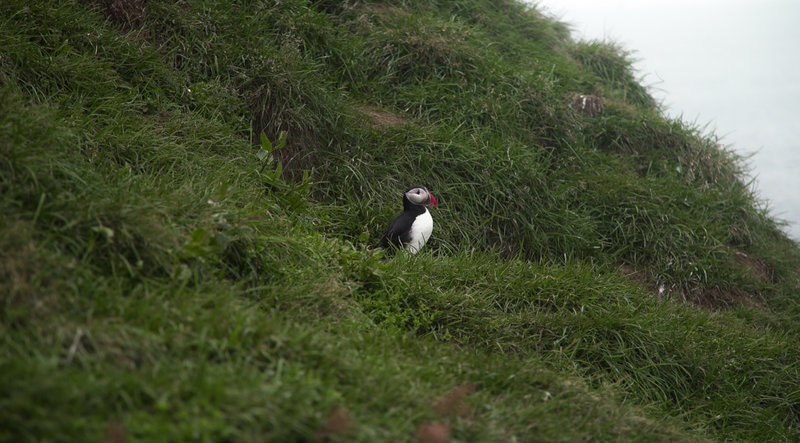 a puffin in Iceland