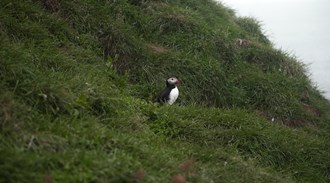 a puffin in Iceland
