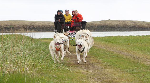 Dogsledding