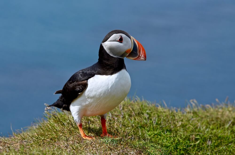 Puffin standing on grassy cliff edge overlooking the ocean in Iceland
