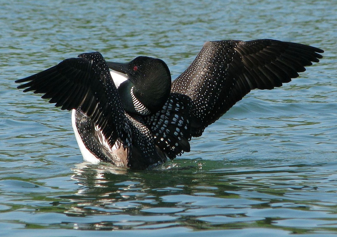 Great Northern Diver