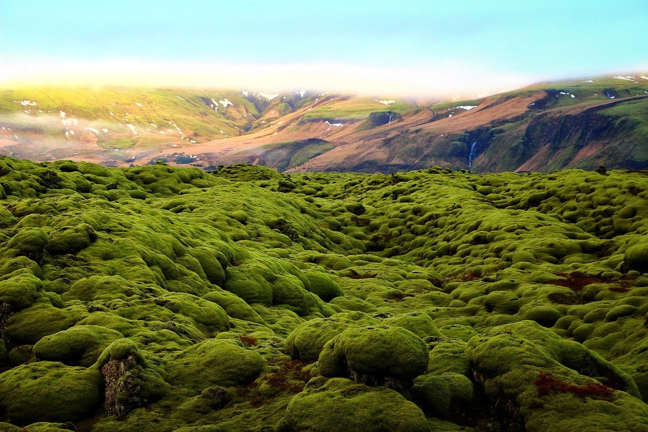 green moss on lava field in Iceland