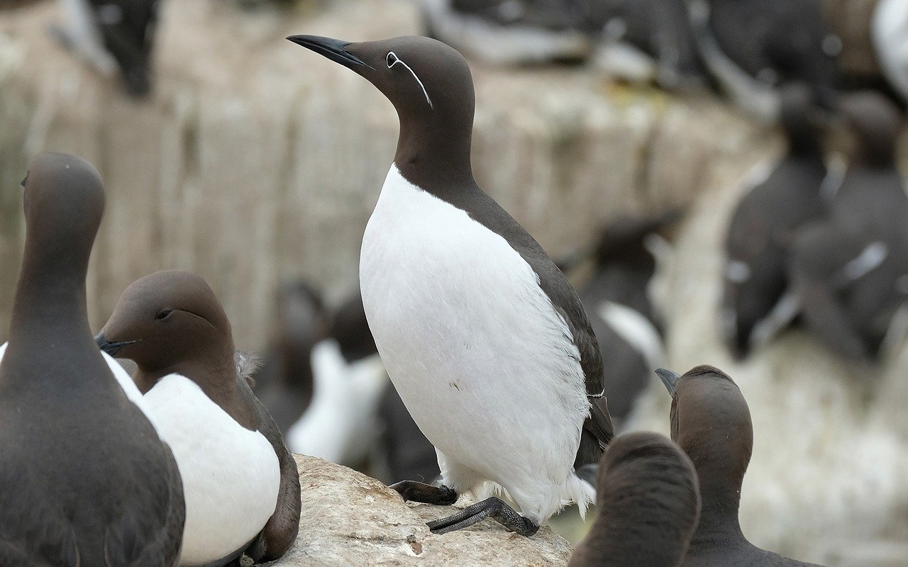 Guillemot