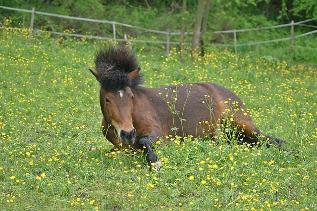 Horse lying in a grass in Iceland