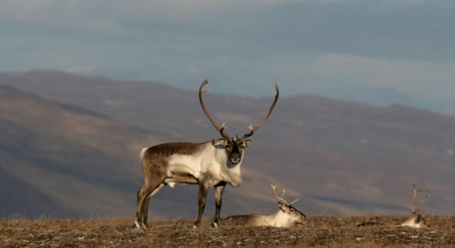 Reindeer in Iceland