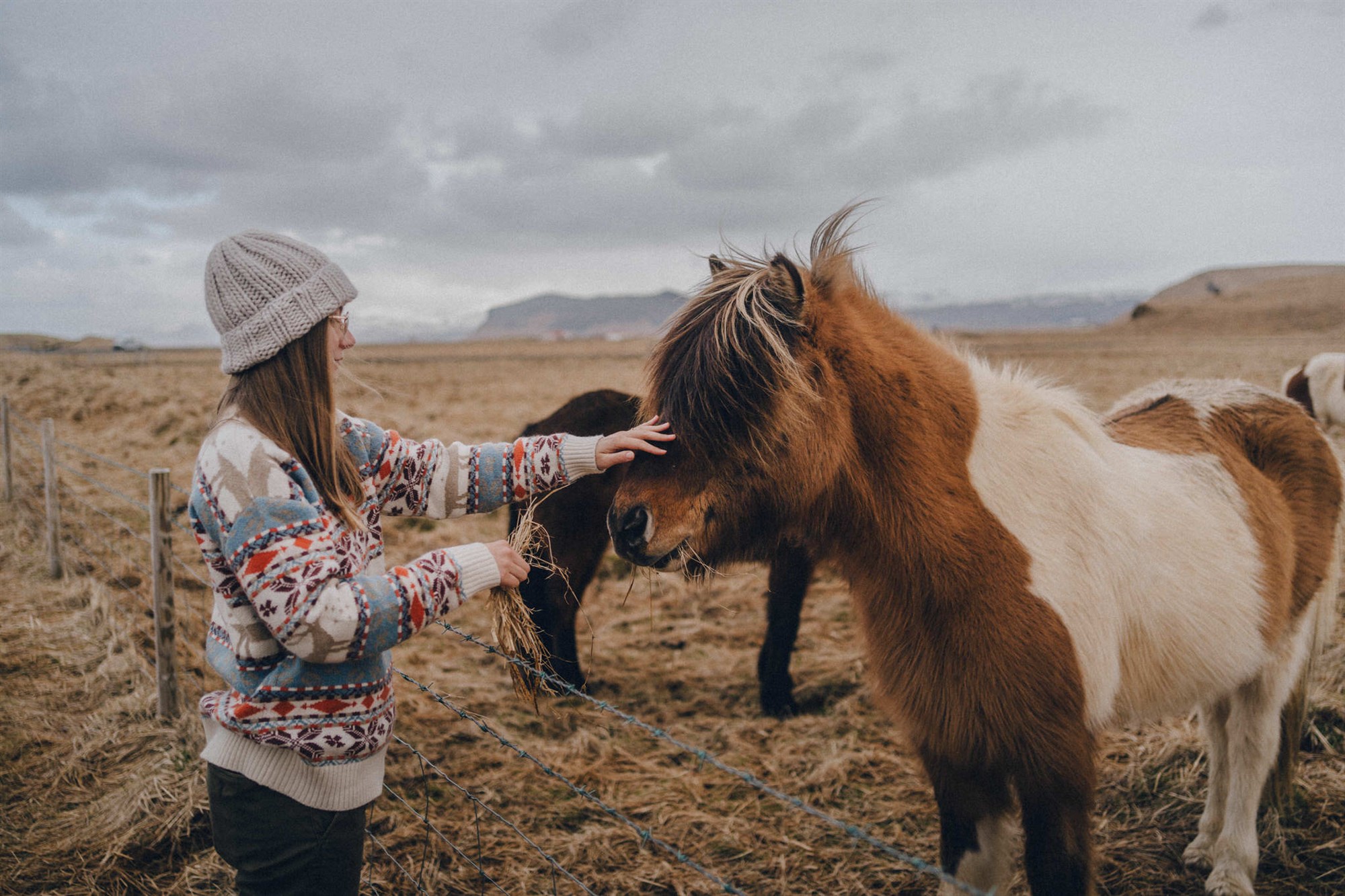 Women given an Icelandic horse gras in spring.