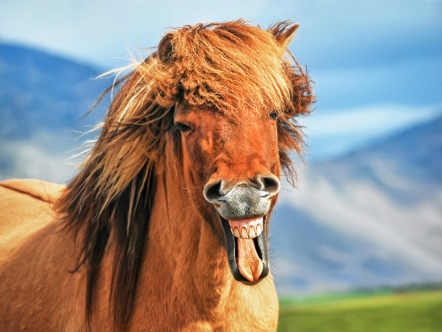 Icelandic horses are unique and special