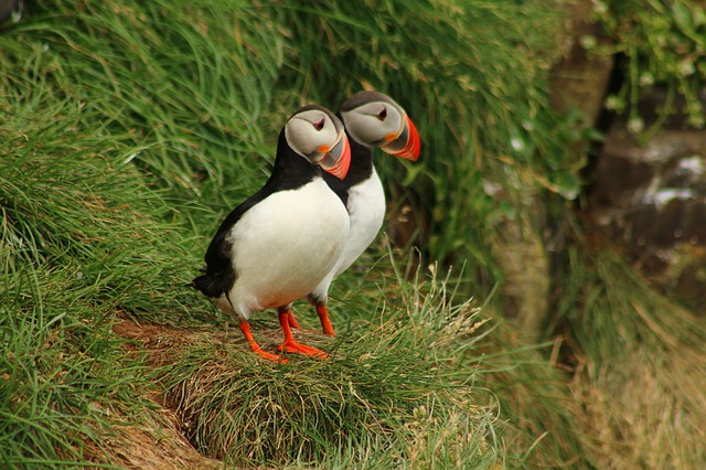Puffins in Iceland in the spring
