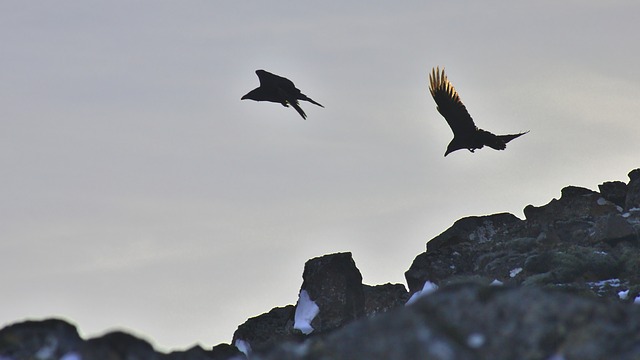 flying ravens