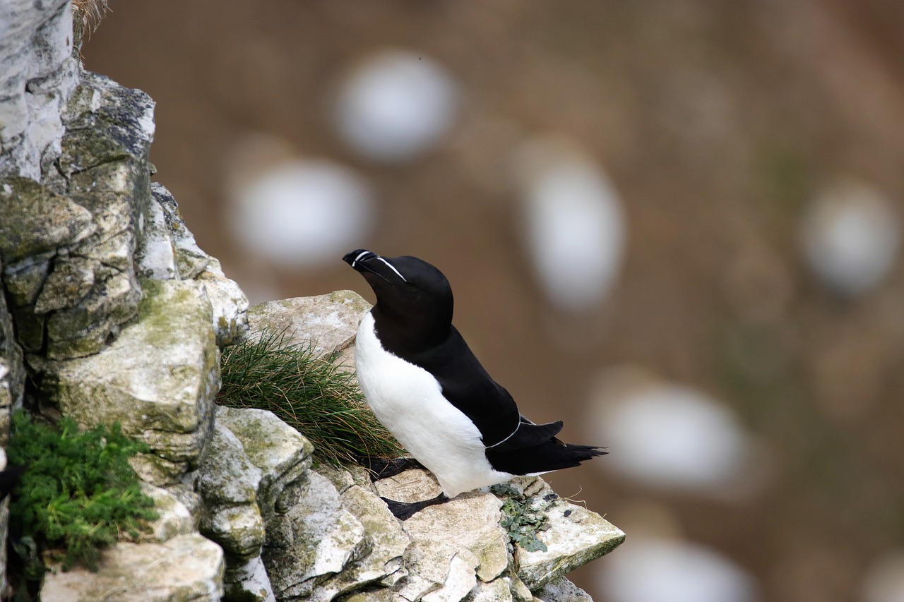 Razorbill