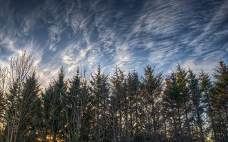forest in Iceland - Photo by: Axel Kristinsson. Published under a creative commons license.