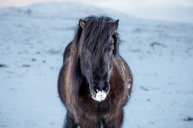 Icelandic horse outside during winter
