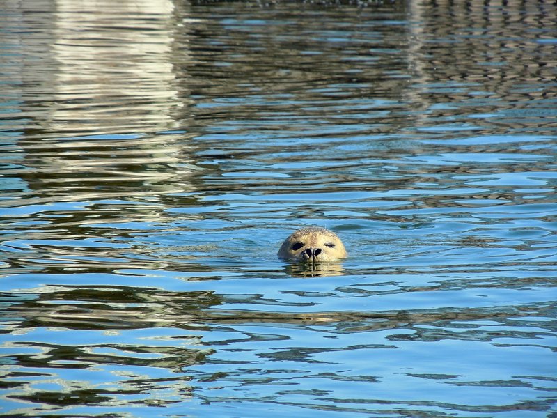 seal swimming in the ocean
