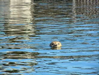 seal swimming in the ocean