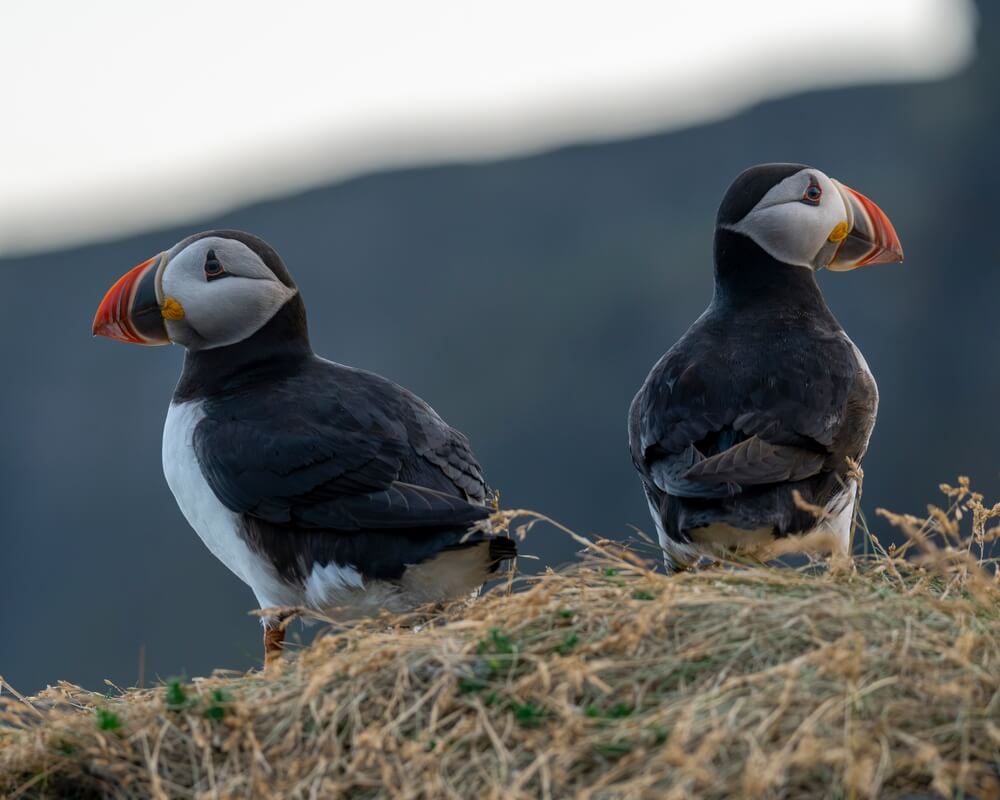Exploring Iceland's wildlife with blue car rental
