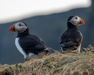Exploring Iceland's wildlife with blue car rental