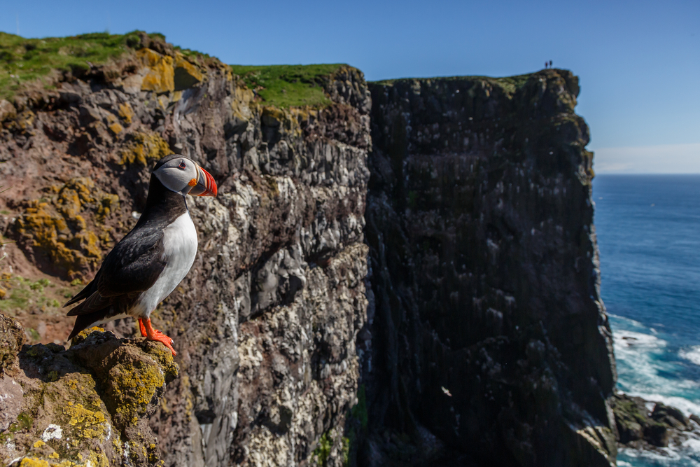 Puffin standing on the cliffs of Látrabjarg.