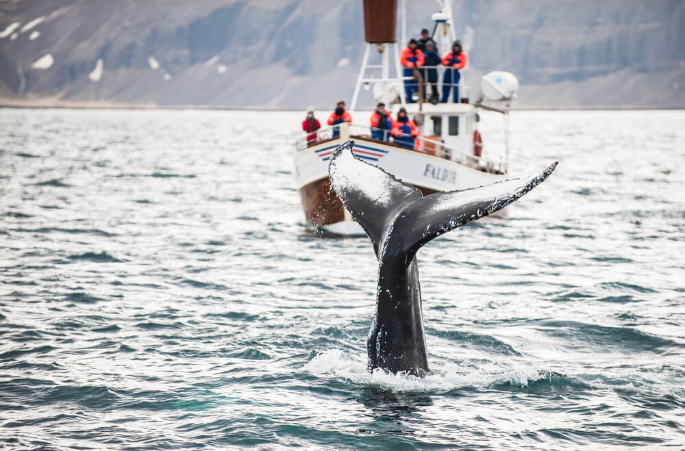 Wooden boat whale watching in Husavik.